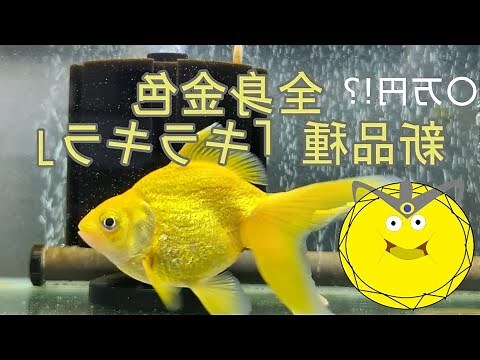 金魚 金色 風水